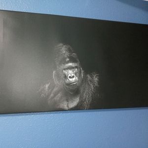 30"×16"Gorilla large Canvas poster